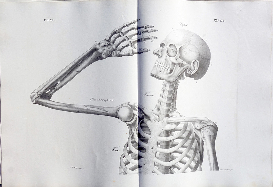 Planches anatomique du corps humain. Atlas Francesco Antommarchi — free download